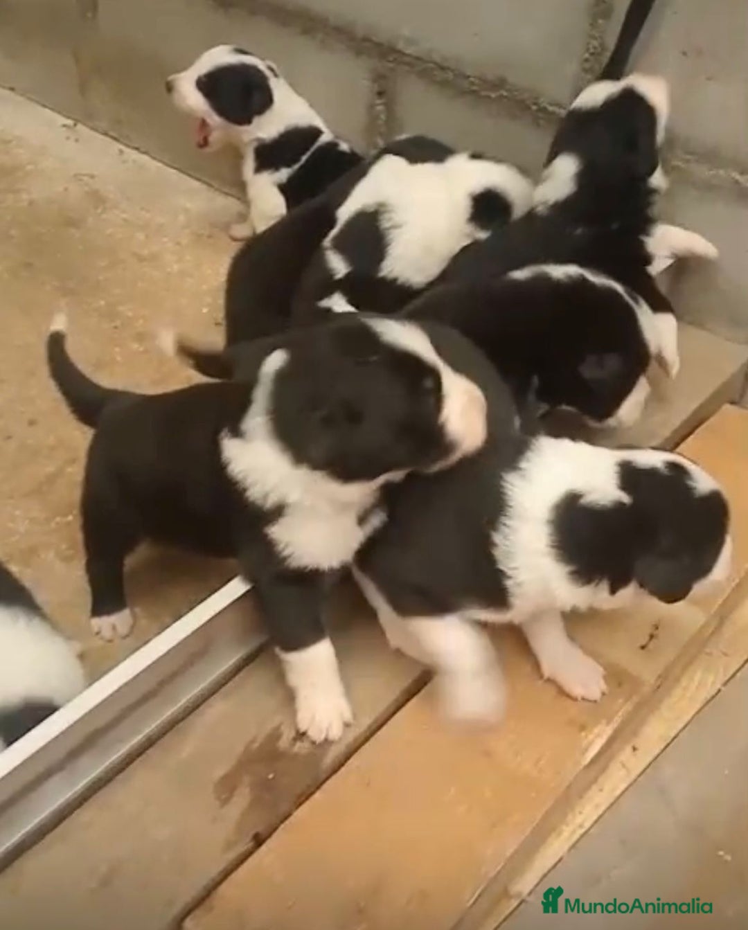 Border Collie perros en venta: Border collie nueva camada - Imagen 1