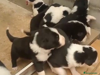 Border Collie perros - Anuncio 3