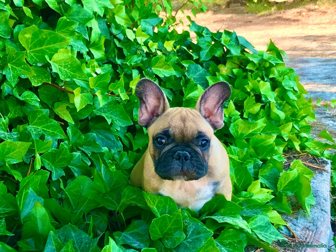 Bulldog Francés perros en venta: Bulldog francés fawn - Anuncio 5
