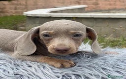 Teckel Miniatura perros en venta: TECKEL MINATURA ISABELLA - Imagen 6