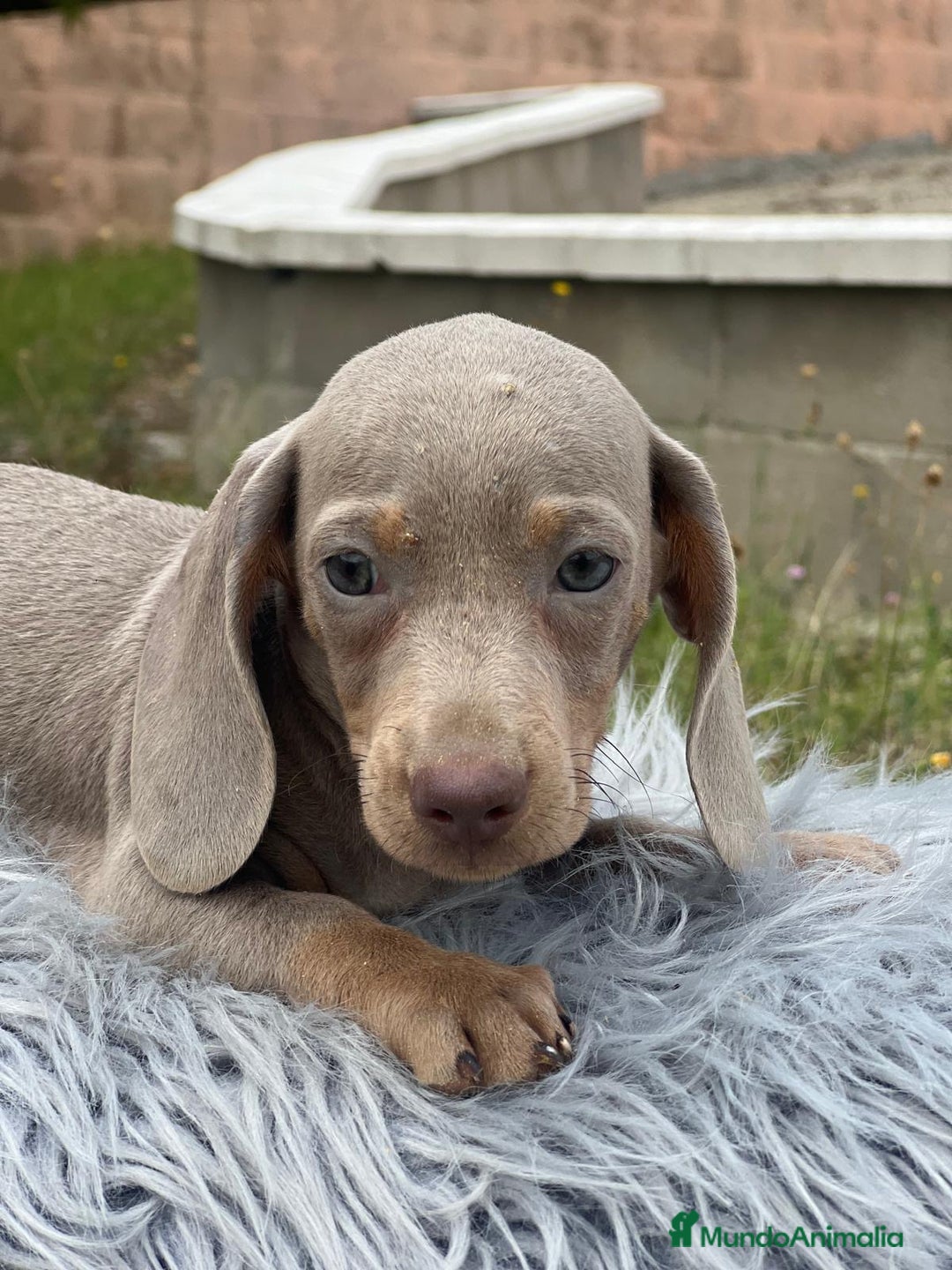 Teckel Miniatura perros en venta: TECKEL MINATURA ISABELLA - Imagen 6