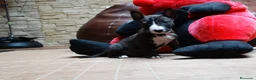Bull Terrier perros en venta: BULL TERRIER - Anuncio 3