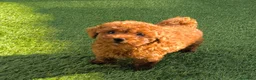 Caniche Toy perros en venta: Caniche Toy rojo  - Anuncio 3