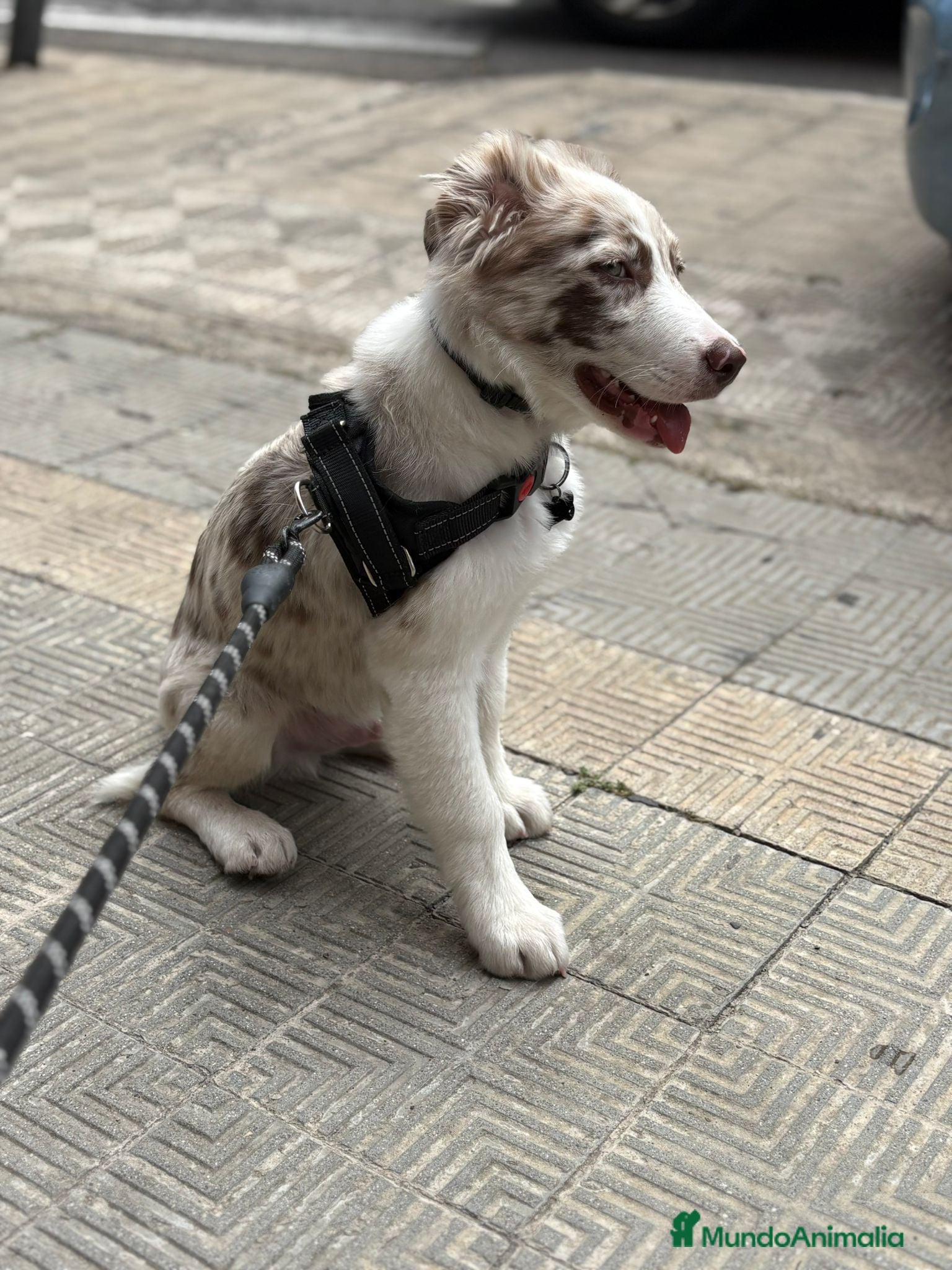 Border Collie perros Cachorro de border collie línea de belleza  - Anuncio 2