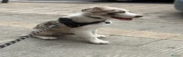 Border Collie perros en venta: Cachorro de border collie línea de belleza  - Anuncio 1