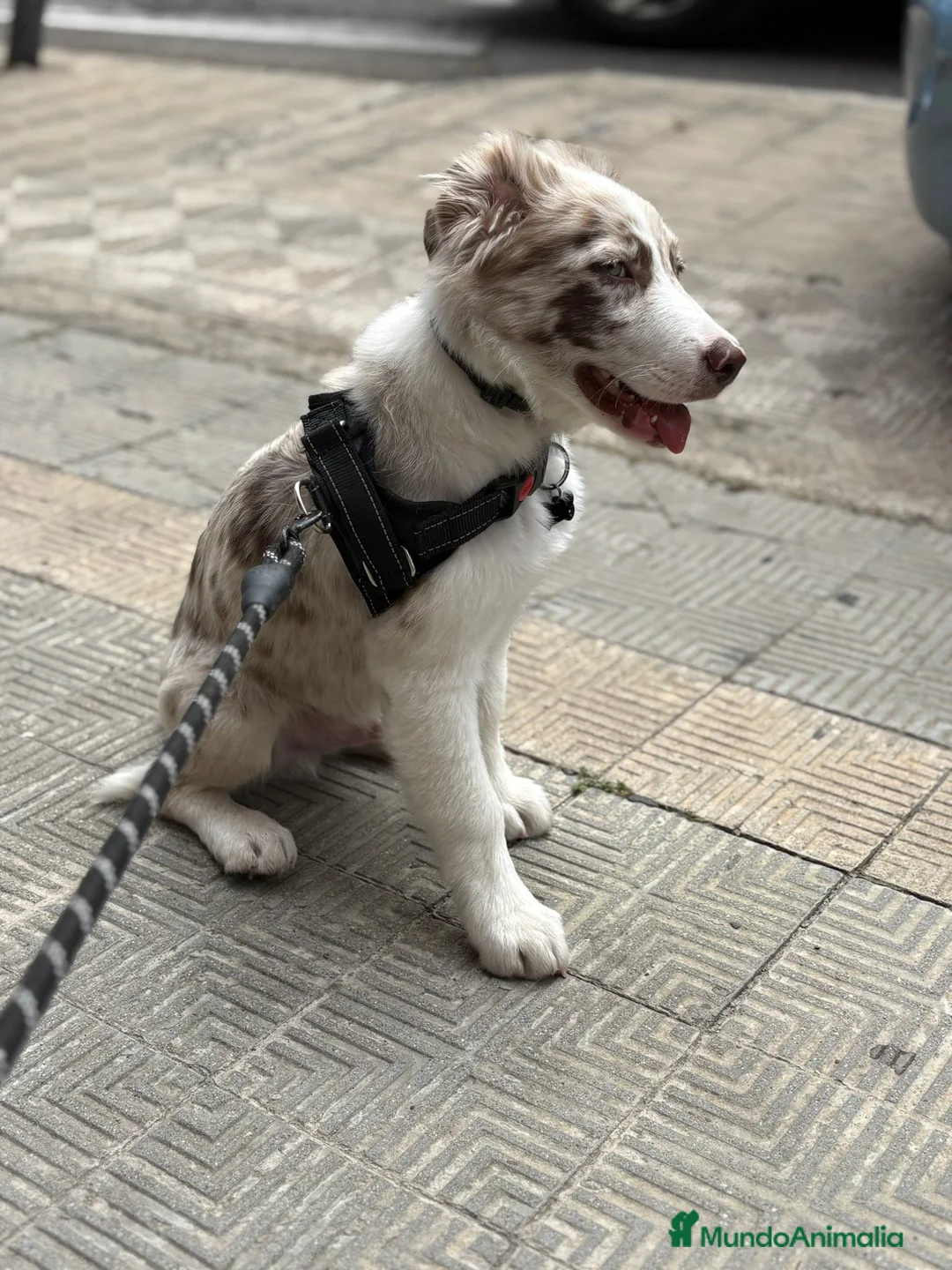 Border Collie perros en venta: Cachorro de border collie línea de belleza  - Anuncio 1
