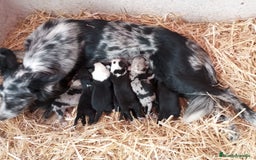 Border Collie perros en venta: Border collie - Imagen 2