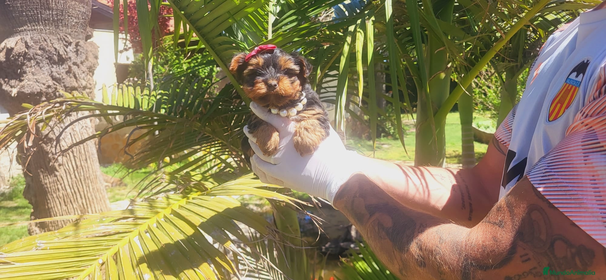 Yorkshire Terrier perros Precioso yorkshire terrier machito!! - Anuncio 3