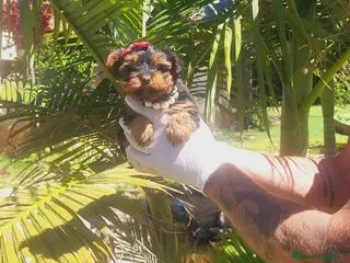 Yorkshire Terrier perros Precioso yorkshire terrier machito!! - Anuncio 3