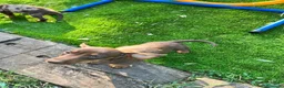 Teckel perros en venta: Baby Teckel en Tarragona  - Anuncio 5