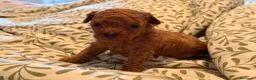 Caniche Toy perros en venta: Caniches tacita de te - Anuncio 4