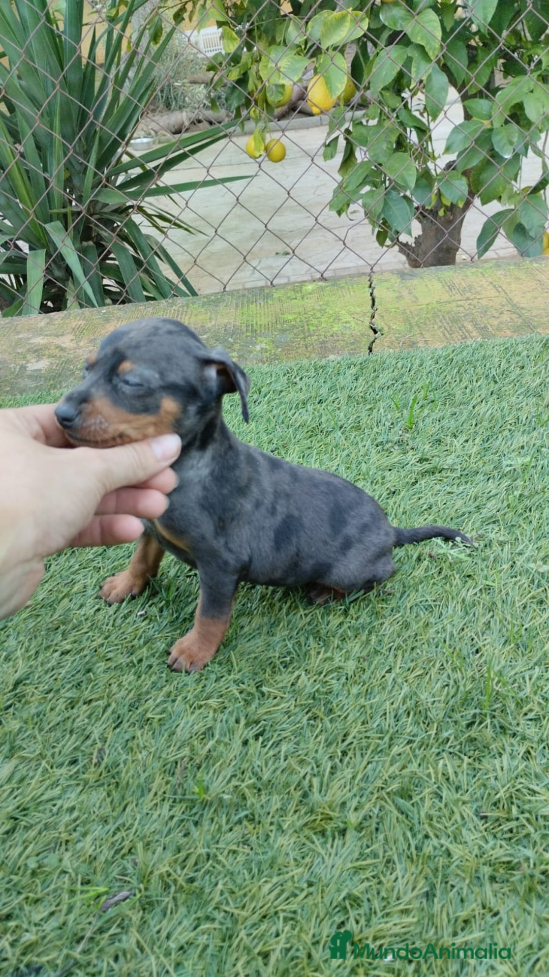 Pinscher Miniatura perros en venta: Pinscher miniatura  - Anuncio 3
