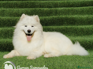 Samoyedo perros Cachorros de samoyedo - Anuncio 2