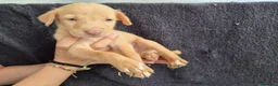Podenco Andaluz perros en venta: Cachorros podenco andaluz puro - Anuncio 12