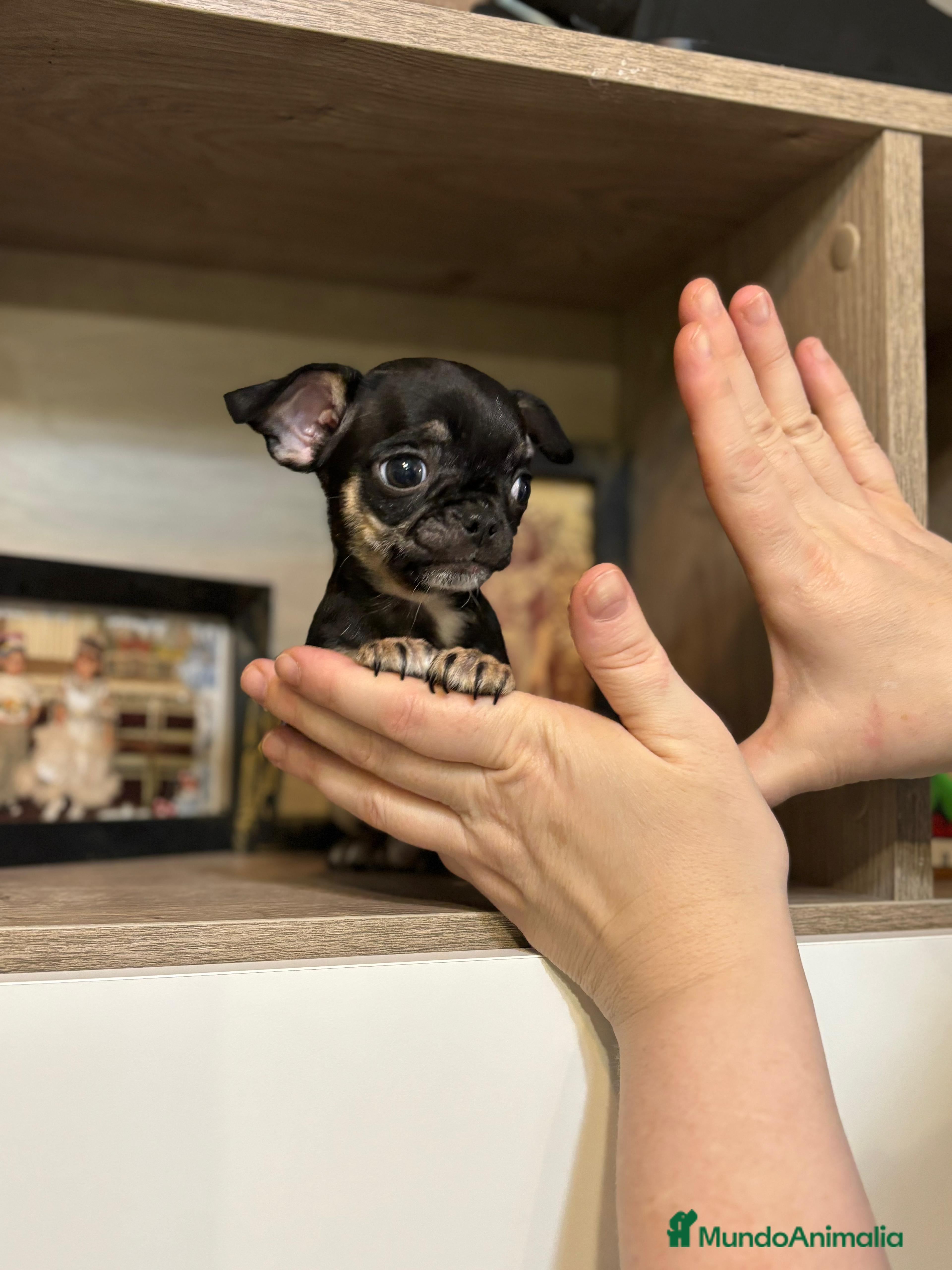 Chihuahua perros Chihuahua línea rusa  - Anuncio 1