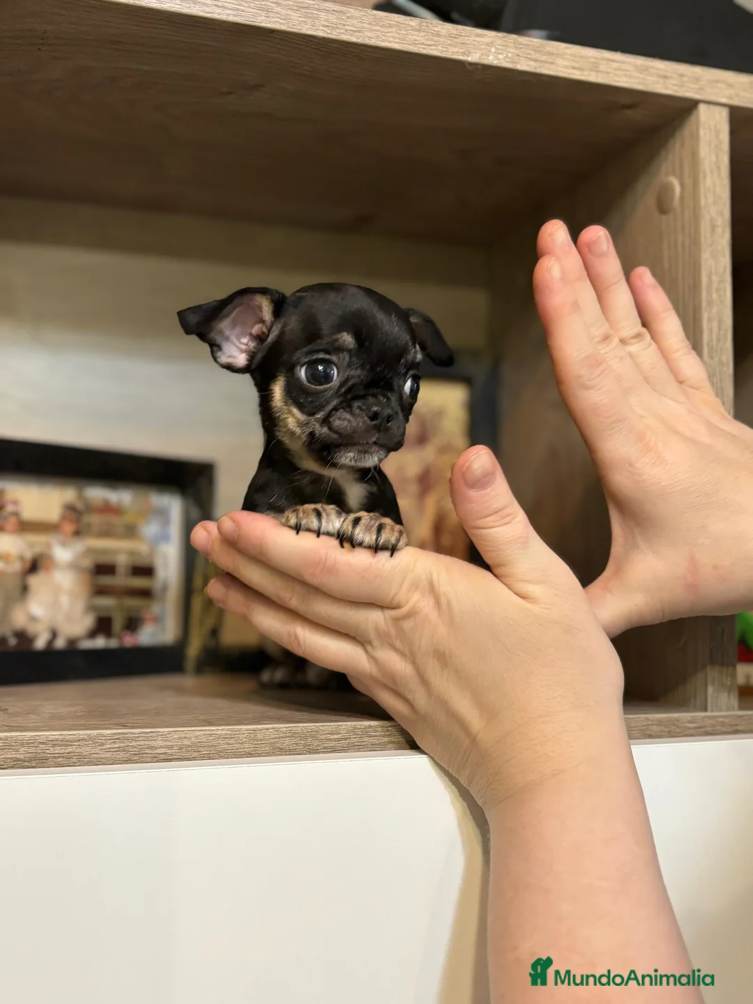 Chihuahua perros en venta: Chihuahua línea rusa  - Anuncio 1