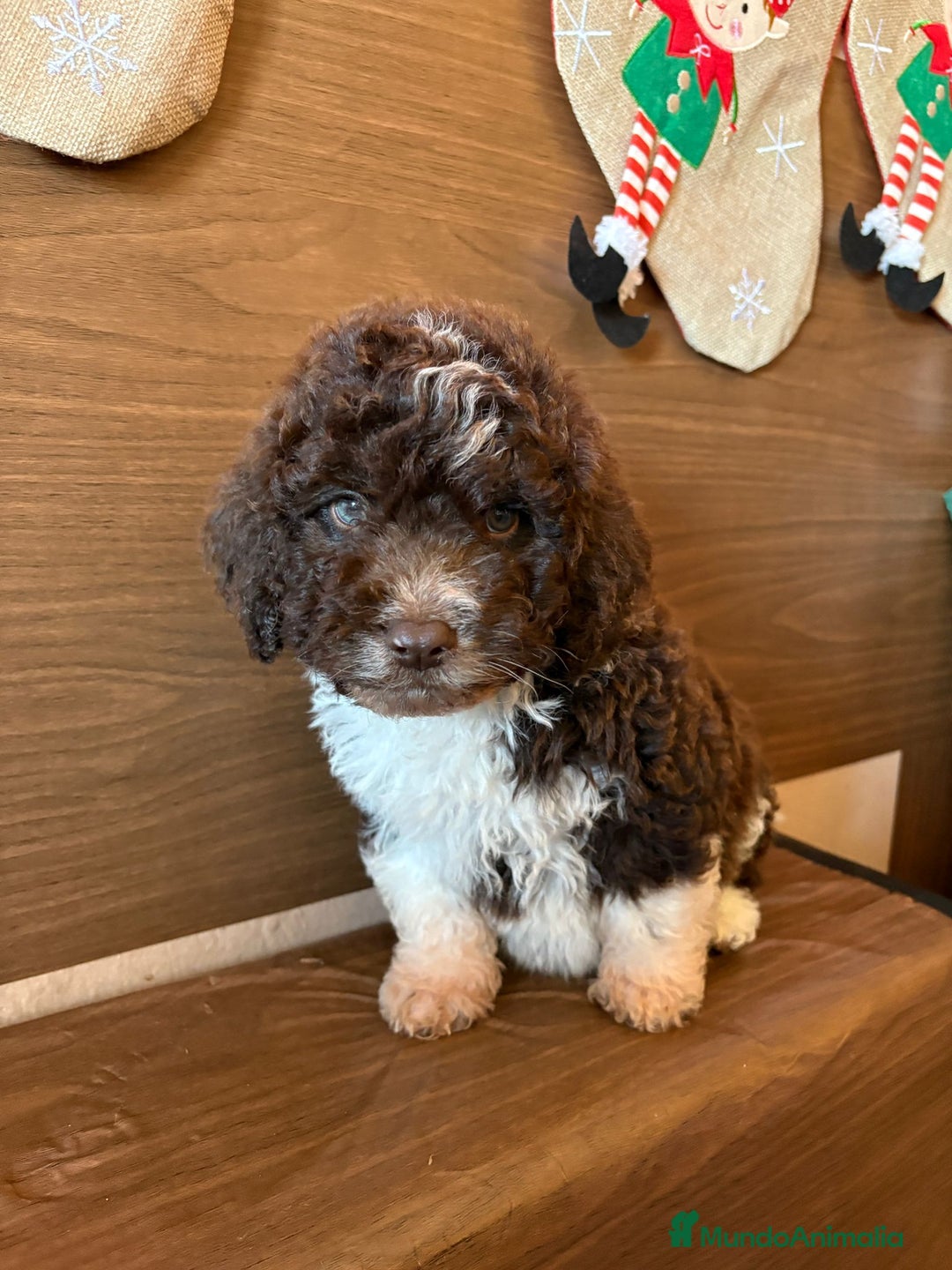 Perro de Agua Español perros en venta: Perro.de agua  - Anuncio 16