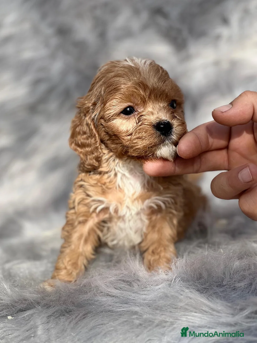Maltipoo perros en venta: Maltipoo mini  - Anuncio 4