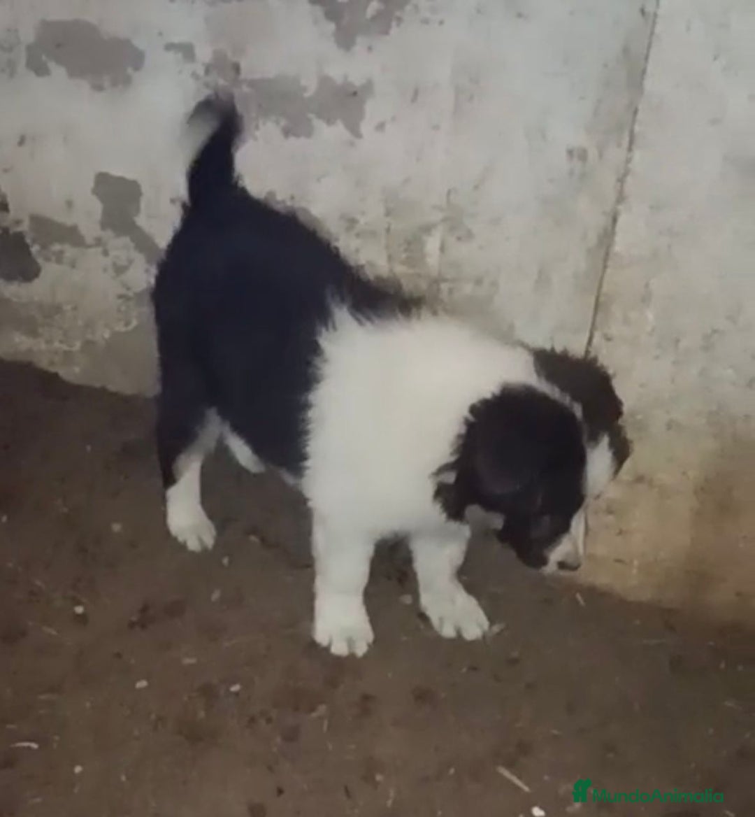 Border Collie perros en venta: Border collie tricolor chocolate  - Anuncio 9