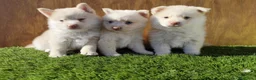 Pomsky perros en venta: Pomsky  - Anuncio 1