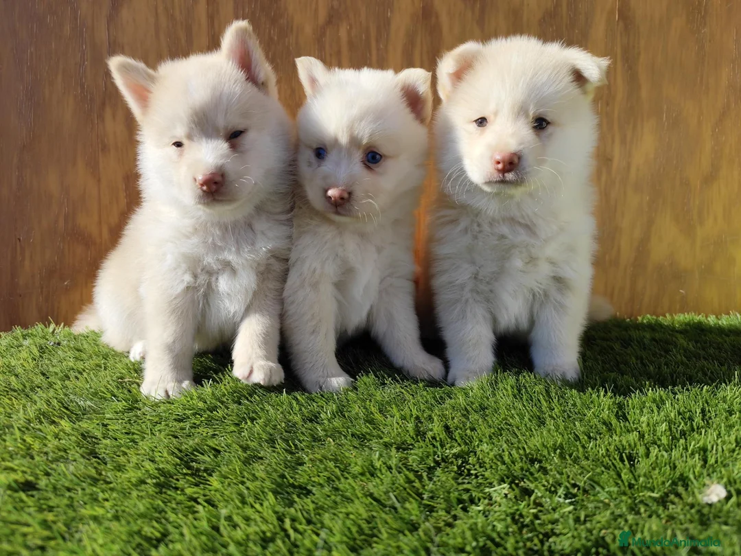 Pomsky perros en venta: Pomsky  - Anuncio 1
