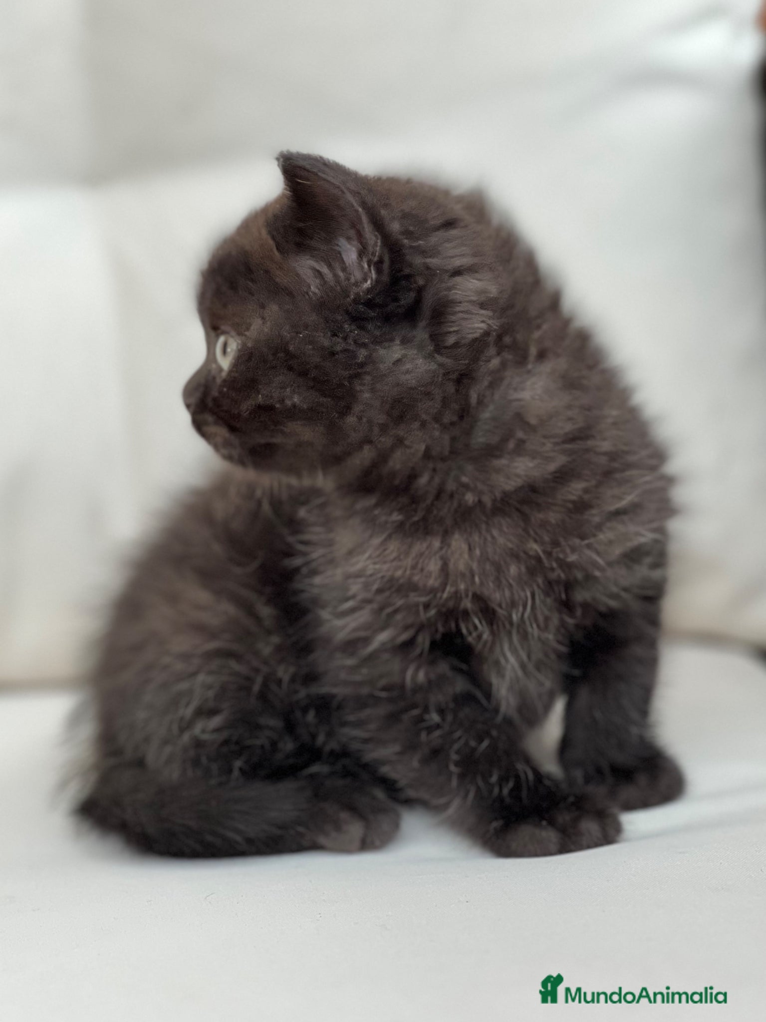 Británico de Pelo Corto gatos PRECIOSA BRITISH SHORTHAIR NEGRA - Anuncio 1