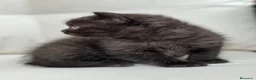 Británico de Pelo Corto gatos en venta: PRECIOSA BRITISH SHORTHAIR NEGRA - Anuncio 1