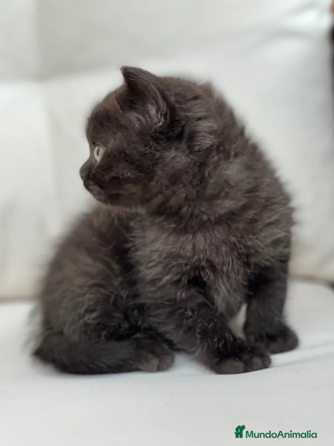 Británico de Pelo Corto gatos en venta: PRECIOSA BRITISH SHORTHAIR NEGRA - Anuncio 1