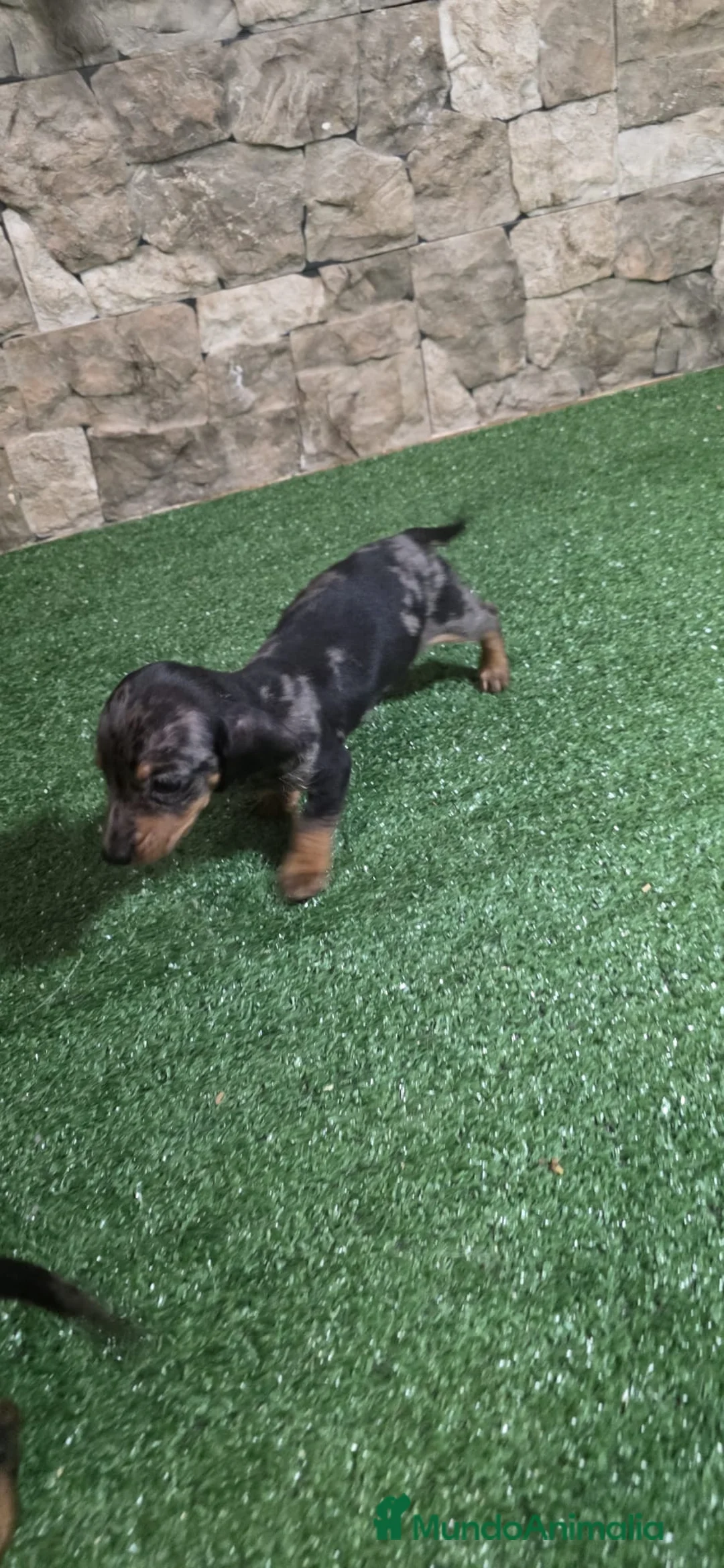 Teckel Miniatura perros en venta: Teckel arlequín blue kaninchen  - Anuncio 1