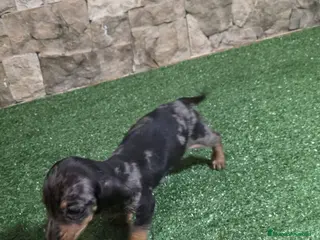 Teckel Miniatura perros Teckel arlequín blue kaninchen - Anuncio 1