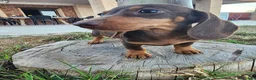 Teckel perros en venta: Camada teckel chocolate - Anuncio 1