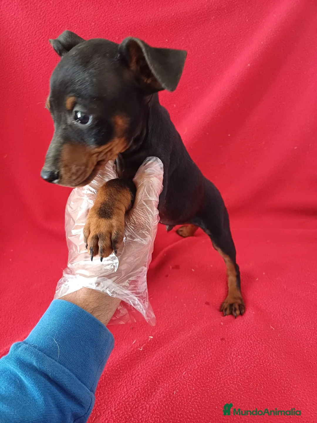 Pinscher Miniatura perros en venta: Pincher Mini  - Anuncio 2