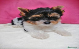 Yorkshire Terrier perros en venta: Wiewer miniatura  - Imagen 1
