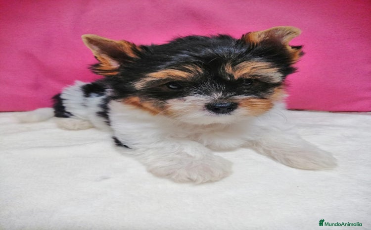 Yorkshire Terrier perros - Propaganda 4