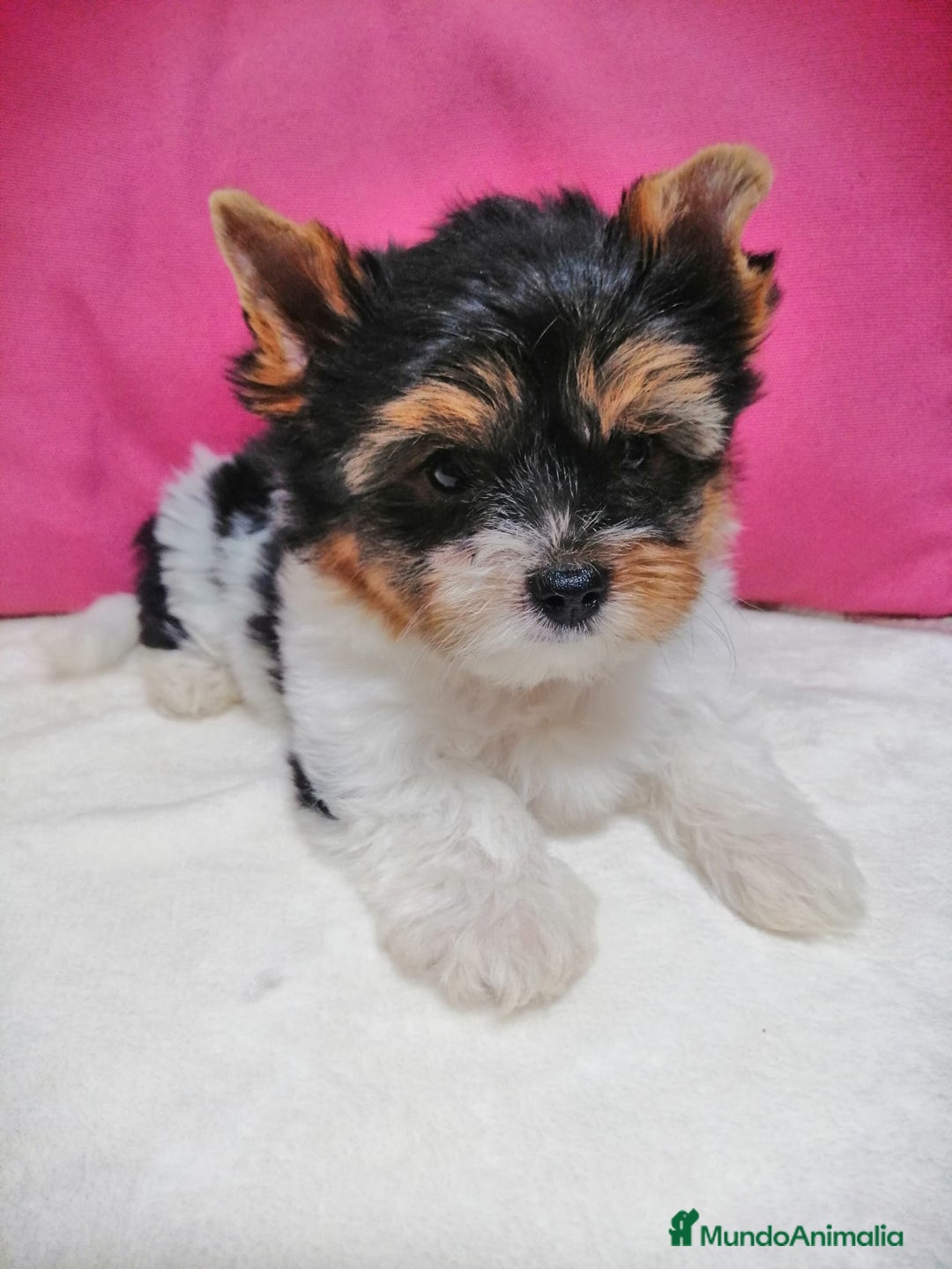 Yorkshire Terrier perros en venta: Wiewer miniatura  - Imagen 1