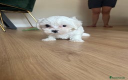 Maltipoo perros en venta: Maltipoo  - Imagen 4
