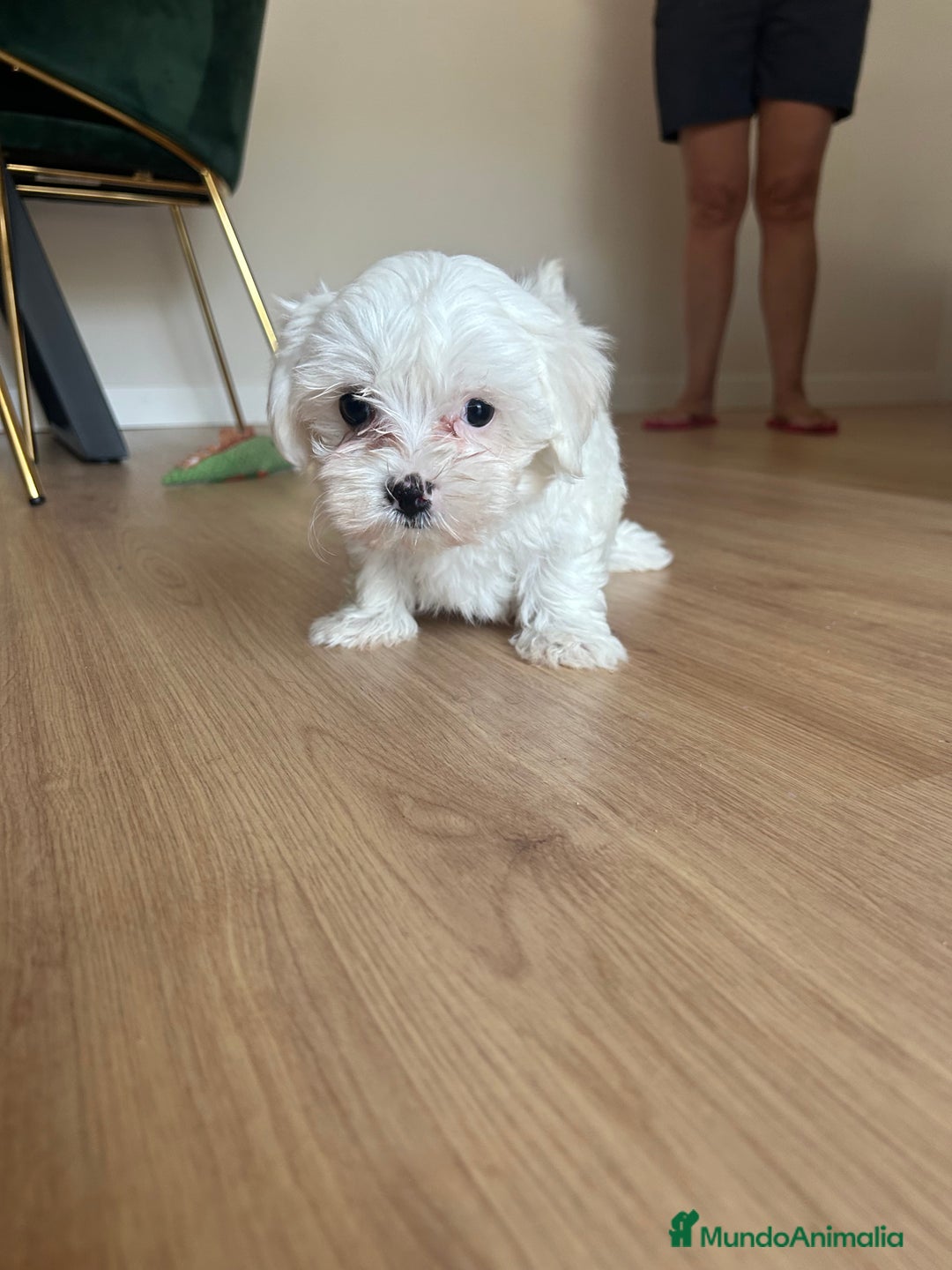 Maltipoo perros en venta: Maltipoo  - Imagen 4