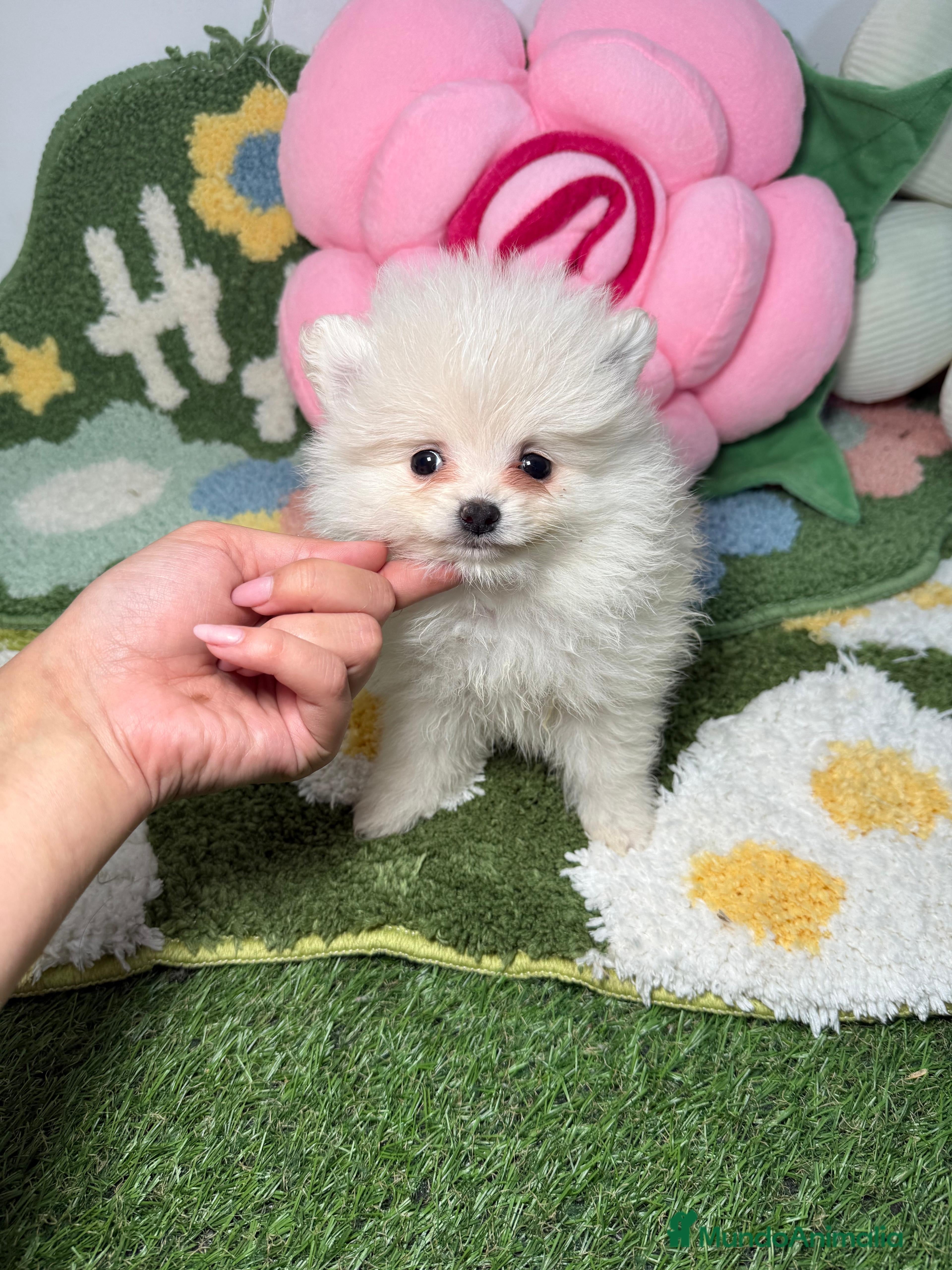 Pomerania perros Pomerania Hembra Blanca - Anuncio 20