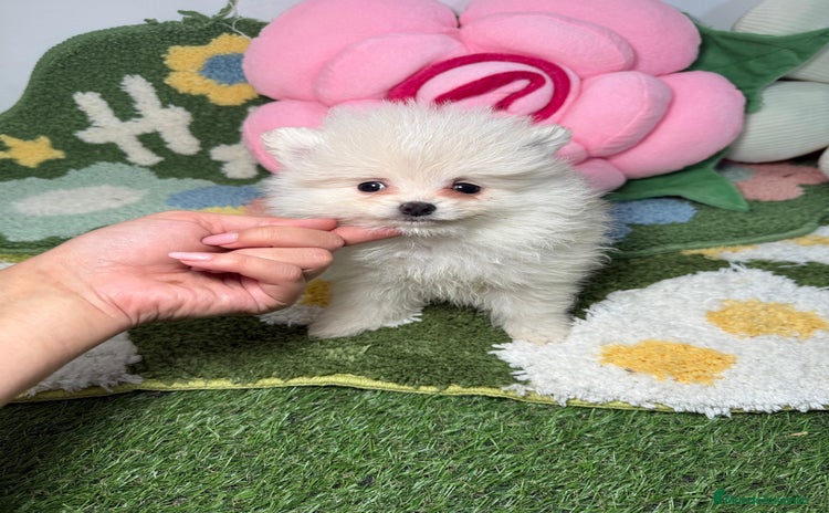 Pomerania perros Pomerania Hembra Blanca - Anuncio 1