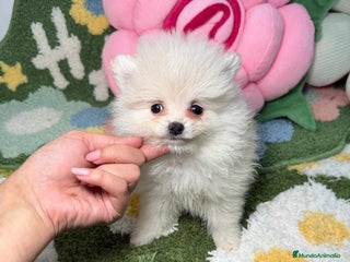 Pomerania perros Pomerania Hembra Blanca - Anuncio 1