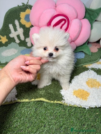 Pomerania perros Pomerania Hembra Blanca - Anuncio 2