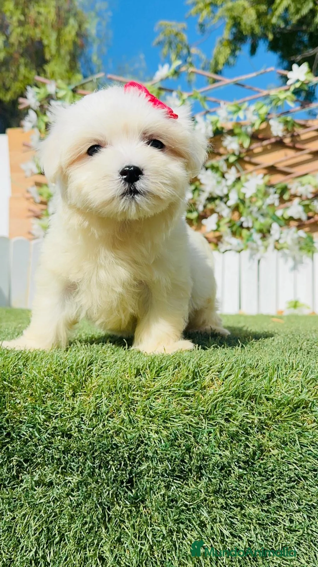 Bichón Maltés perros en venta: BICHON MALTES - Anuncio 13