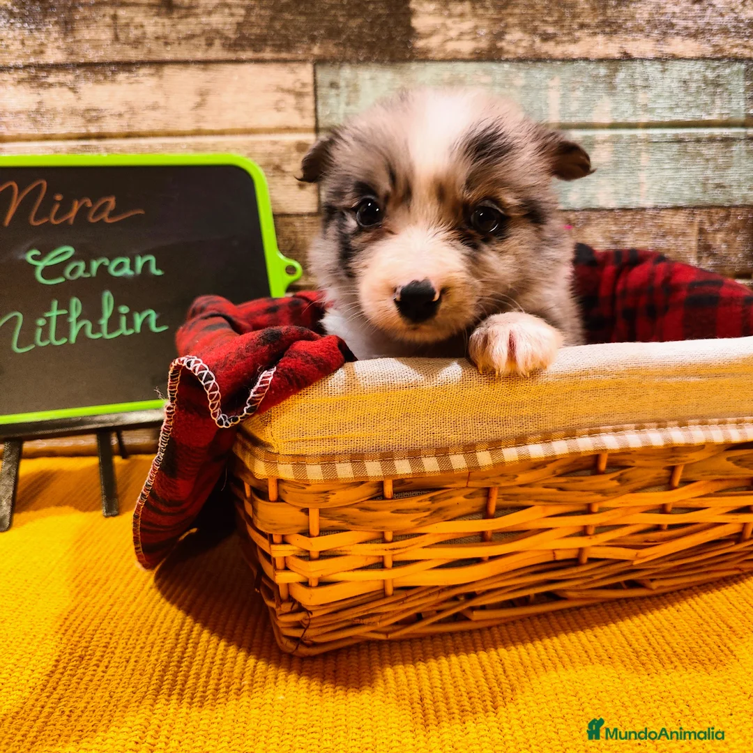 Border Collie perros en venta: Cachorros Border Collie listos para entregar - Anuncio 2