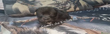 Perro Lobo Checoslovaco Cachorro 1