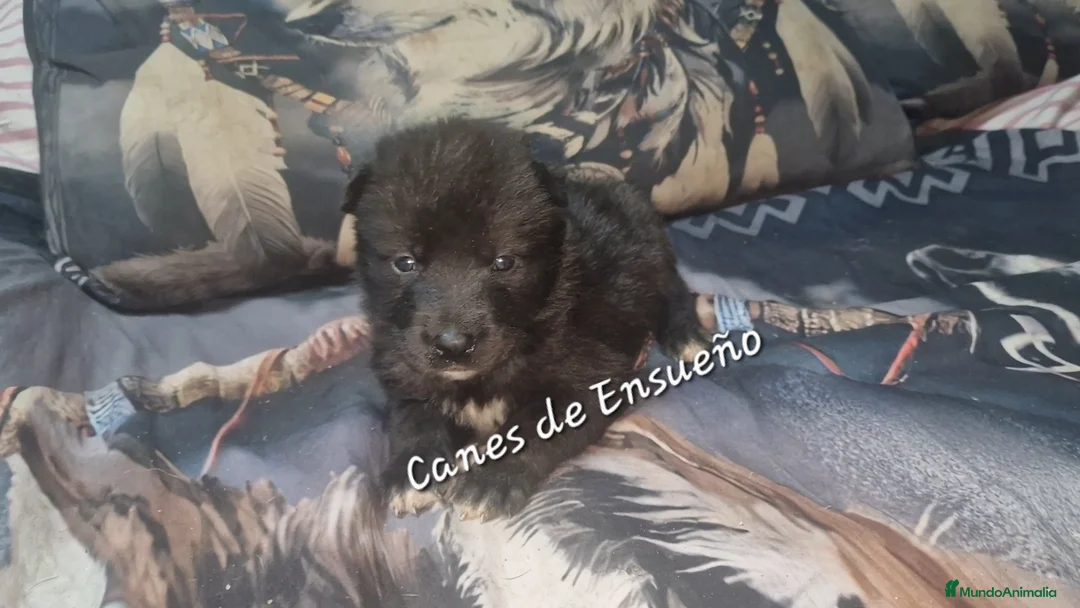 Perro Lobo Checoslovaco perros en venta: Wolfdog/Perro lobo - Anuncio 2