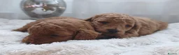 Caniche Toy perros en venta: Excelentes cachorros de caniches  en Zaragoza - Anuncio 9