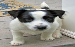 Jack Russell Terrier perros en venta: JACK RUSSELL - Imagen 3