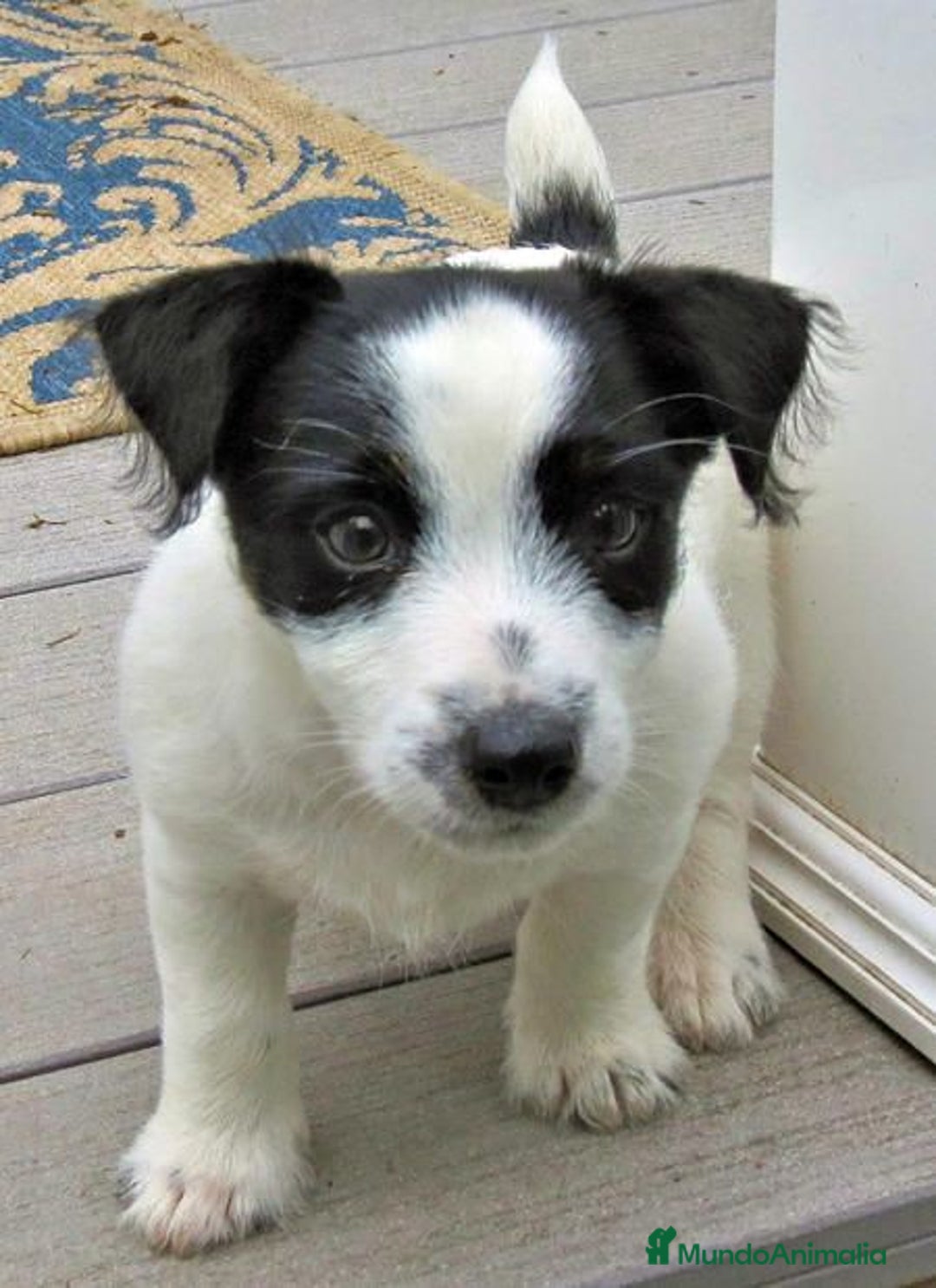 Jack Russell Terrier perros en venta: JACK RUSSELL - Imagen 3