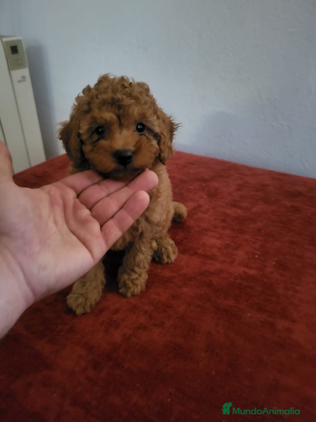 Raza Mixta perros en venta: Caniches  - Anuncio 2