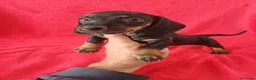 Teckel Miniatura perros en venta: Teckel Negro y Fuego  - Anuncio 3